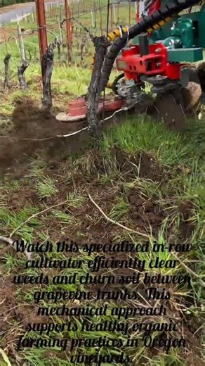 Precision In-Row Cultivation for Organic Vineyards