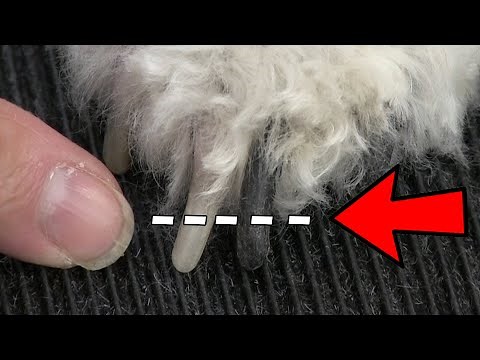 Dog Nail Clipping Secret EVERYBODY Should Know !
