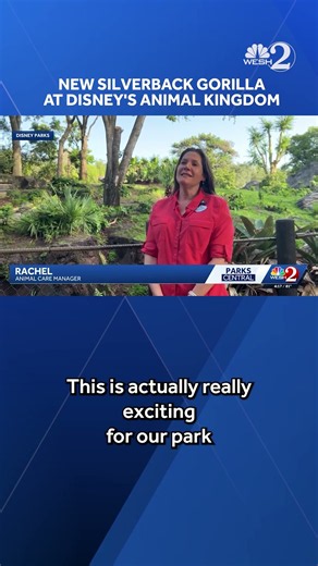Meet Bakari, the new silverback gorilla at Animal Kingdom