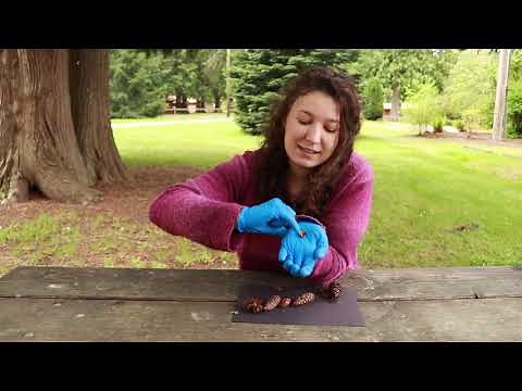 Dissection of a Douglas Fir Cone