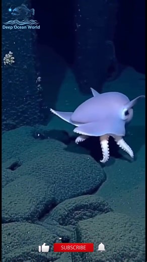 Dumbo Octopus – Grimpoteuthis bathynectes One of the rarest Dumbo octopus species, known for its soft, umbrella-shaped body and beautiful lavender color. Its short arms are connected by a delicate web that lets it glide through the water as if it’s flying, while its ear-like fins give it that iconic “Dumbo” look. And the shocking part? This footage was captured at a depth of 3,500 meters — a place where the pressure would crush most creatures, yet it moves calmly as if it owns the deep. #DeepSea