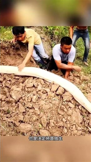 A white python was spotted in a farmland. #Unbelievable #Incredible #DangerScene2