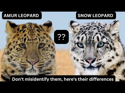 AMUR LEOPARD vs SNOW LEOPARD, here's their differences, don't misidentify them.