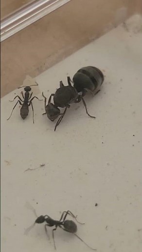 【クロヤマアリ 閃】巣内のアリさん眺め