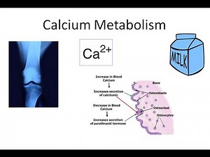 Calcium Metabolism