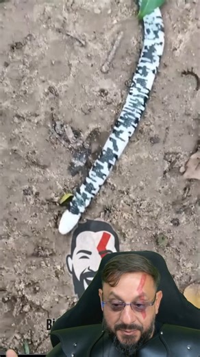 Cobra-de-duas-cabeças, uma belíssima Amphisbaena fuliginosa em Manaus AM #biologohenrique #biologo | Biólogo Henrique o Biólogo das Cobras