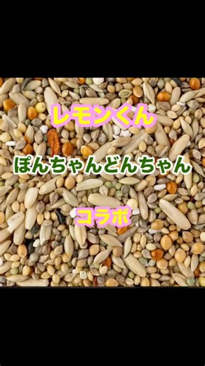 【セキセイインコ】レオパとコラボ#ぽんちゃん#どんちゃん #レモンくん