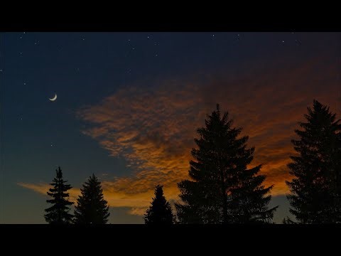 ASMR Twilight Forest Night Ambience Featuring Cricket Sound Chirping for Study, Sleep & Relaxation 🌲