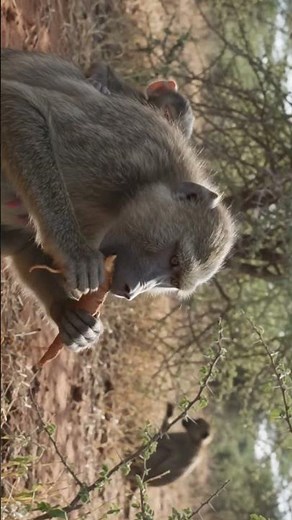 The Secret Life of Baboons: Savage Operators of the Savanna (4K)