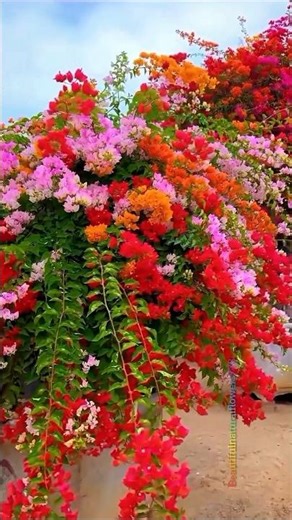 “Colourful Bougainvillea Paradise 🌺 Relaxing Flower Video”