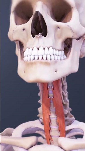 Neck Ligaments, Tendons & Bone Spurs Explained | Cervical Spine Pain Causes