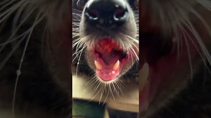 Turn Up the Volume for Soothing Binturong Sounds