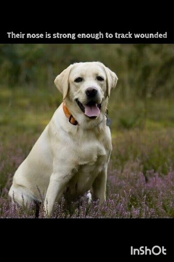 10 Facts That Make Labradors Perfect Hunting Dogs