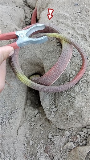 plastic snake locked power🪱😱#shorts