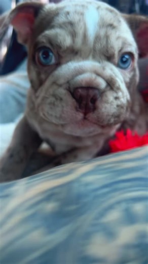 Cute Moments with My Beautiful Dog
