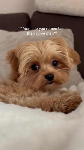 Maltipoo's Heartwarming