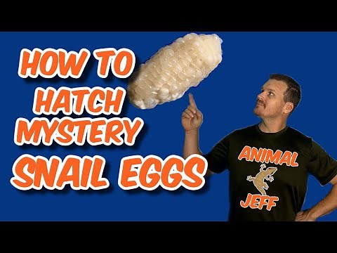 How to hatch mystery snail eggs