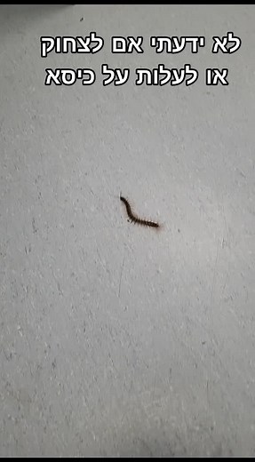 Exploring the Fascinating Millipede's Movement