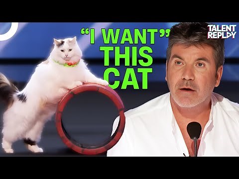 America's Most TALENTED Cats Will Leave You SPEECHLESS!