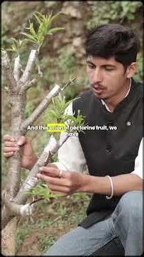 The Power of Grafting | Tatva Hills | Uttarakhand