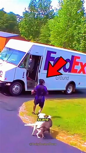 When Dog's like to Scare Delivery Drivers 💀 #shorts #dog