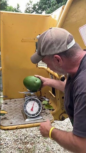 A 4 pound avocado?