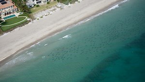 Blacktip shark migration plummets in Florida ... amazing video