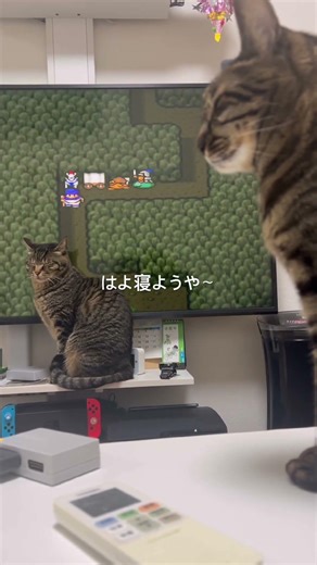 勇者破壊神とゆかいな仲間達#shorts#猫かわいい#cat