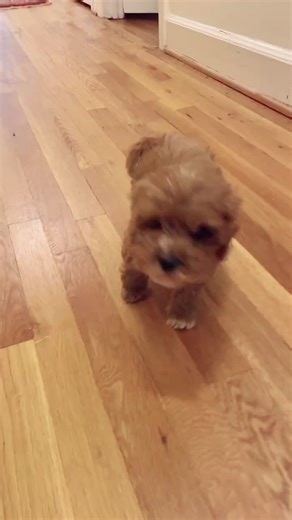 That just my baby dog #cavapoo