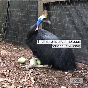 156K views · 812 reactions | Meet Neo! The first cassowary chick to be hatched at Nashville Zoo WATCH MORE: https://trib.al/tW5LTgi | WKRN News 2 | Facebook