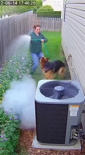 German Shepherd Pushes Woman Away Seconds Before Electrical Fire Starts