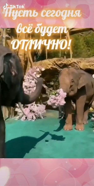 Heartfelt Moments with Elephants and Flowers