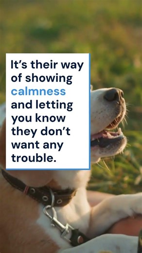 Why Your Dog Refuses to Make Eye Contact #shorts #bellaandbuddy