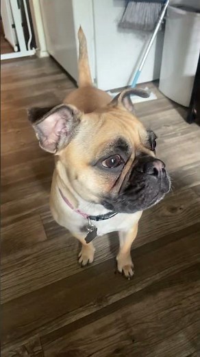 My pug said thank you for all your being supportive of my channel and a happy new pug year ￼￼