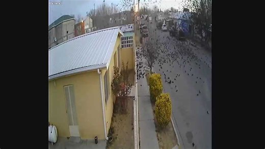 Video captures the moment scores of birds fall from the sky in Mexico
