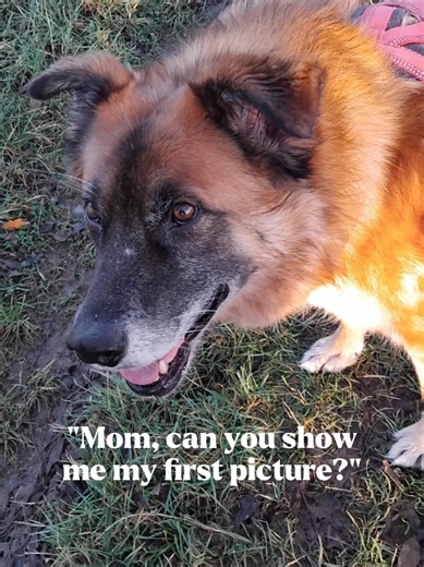 Koda's Journey: From Abandoned Stray to Beloved Pet