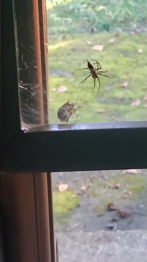 Do Spiders Eat Stink Bugs? Let's Find Out!