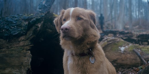 ‘Good Boy’ Earns an Award from PETA as Canine Horror Movie Approaches $5 Million in Theaters