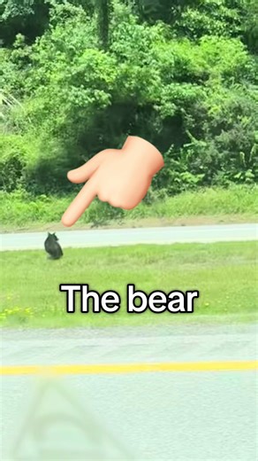 Day in the life of an OSP engineer doing field work in West Virginia PT.6. #westvirginia #fyp #outdoors #bear #dayinthelife