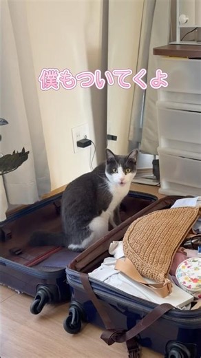 荷造りしてたら猫が来て…🐈