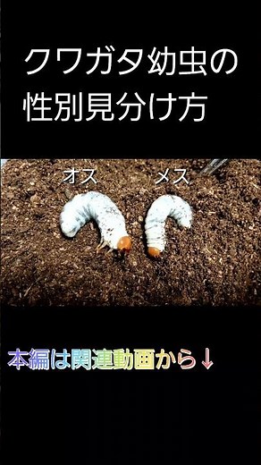 クワガタ幼虫、性別の見分け方 (short ver. )