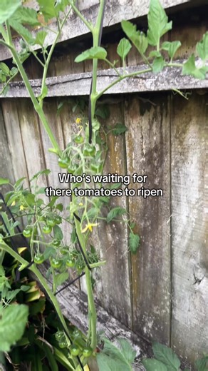 Tomatoes 🍅 who’s waiting for them to ripen !? Veggie gardening summer nz garden