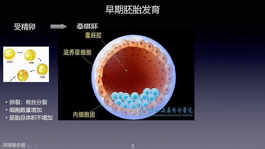 高中生物-胚胎工程：早期胚胎发育