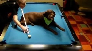 2.9M views · 21K shares | Tricks over the dog?! Thanks to Steve "Philly Flash" Markle - Professional Pool Player (IG: smarkletrickshot) for the submission! | People Are Awesome | Facebook