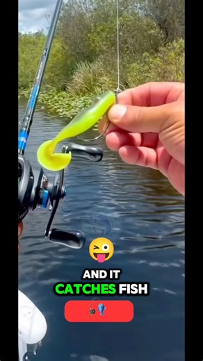 Here's how to rig the swamp toad for an impressive catch. #fishing #pescaria