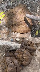 Donde hay acidosis ruminal, en el video A) o en el video B) 🤔 | Rancho El Centenario