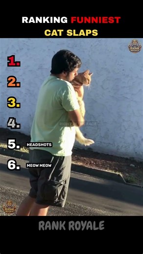 Top Cat Slaps Ranked 🤣 | Funniest Cats Ever #shorts