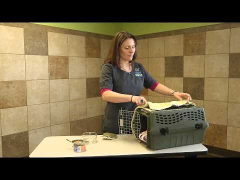 How to Find a Cat That Might Be Hiding