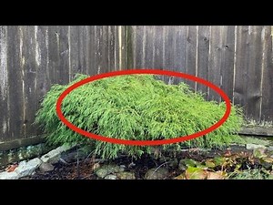 ThreadLeaf False Cypress, Annual Maintenance Prune - January 19, 2023