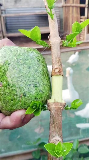 Very easy, simple and practical to air layer using this mata lele media#airlayering #grafting